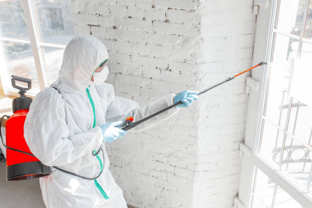 Best Emergency Mold Remediation in Woodbury, MN