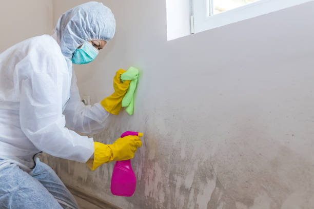 Woodbury, MN Mold Removal Company